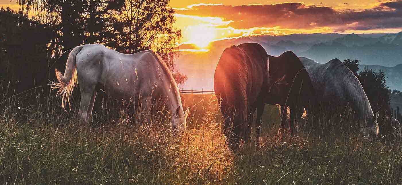 Horses at sunrise