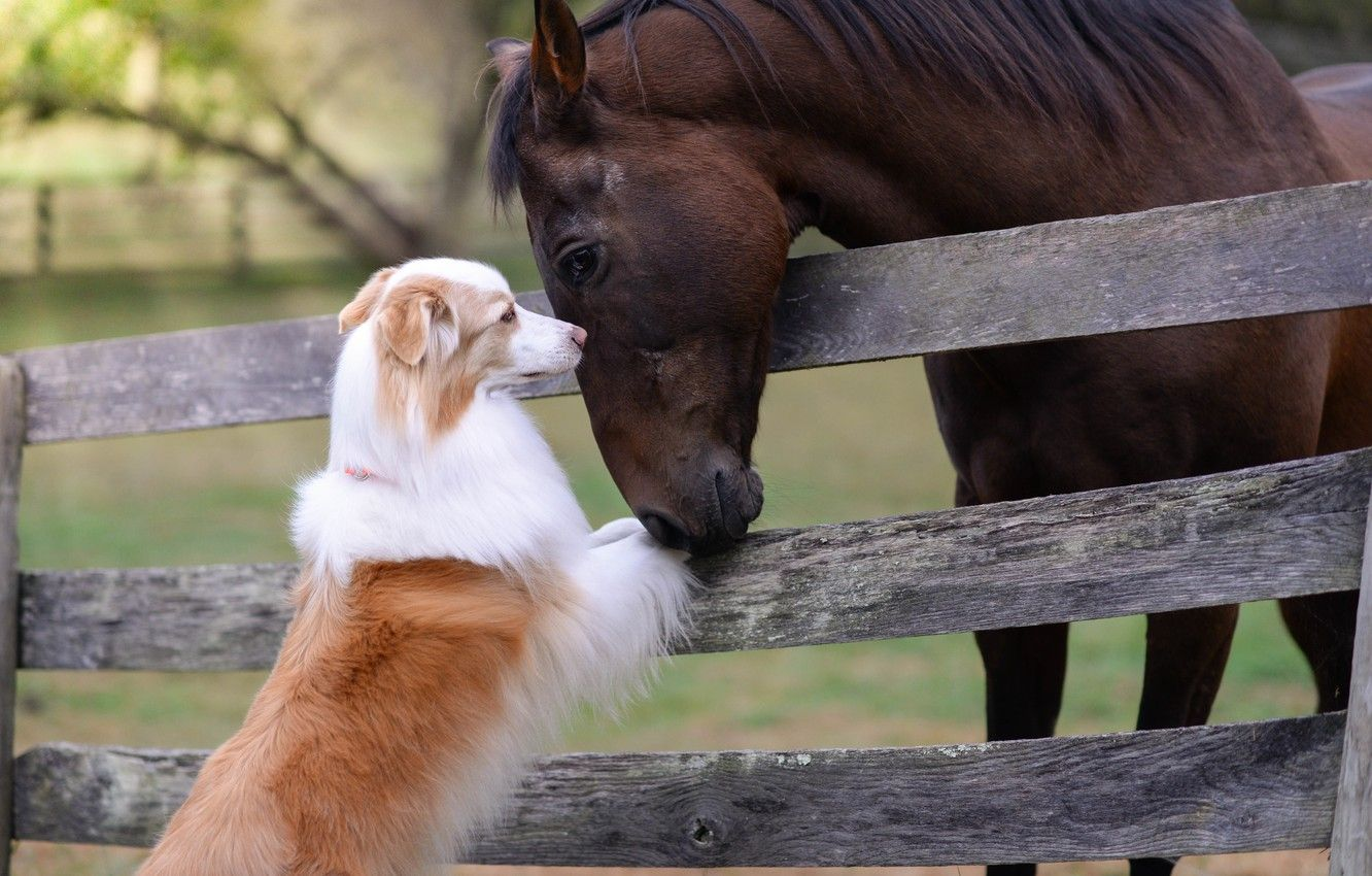 dog and horse