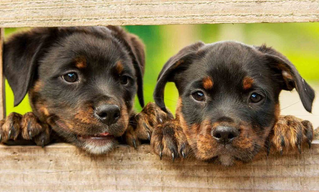 2 Rottweiler puppies with heads poking through fence rails